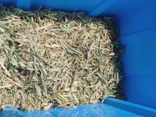 wheat hay 1